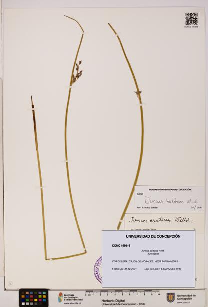 Juncus balticus [Espécimen: UDEC:CONC:0156615]
