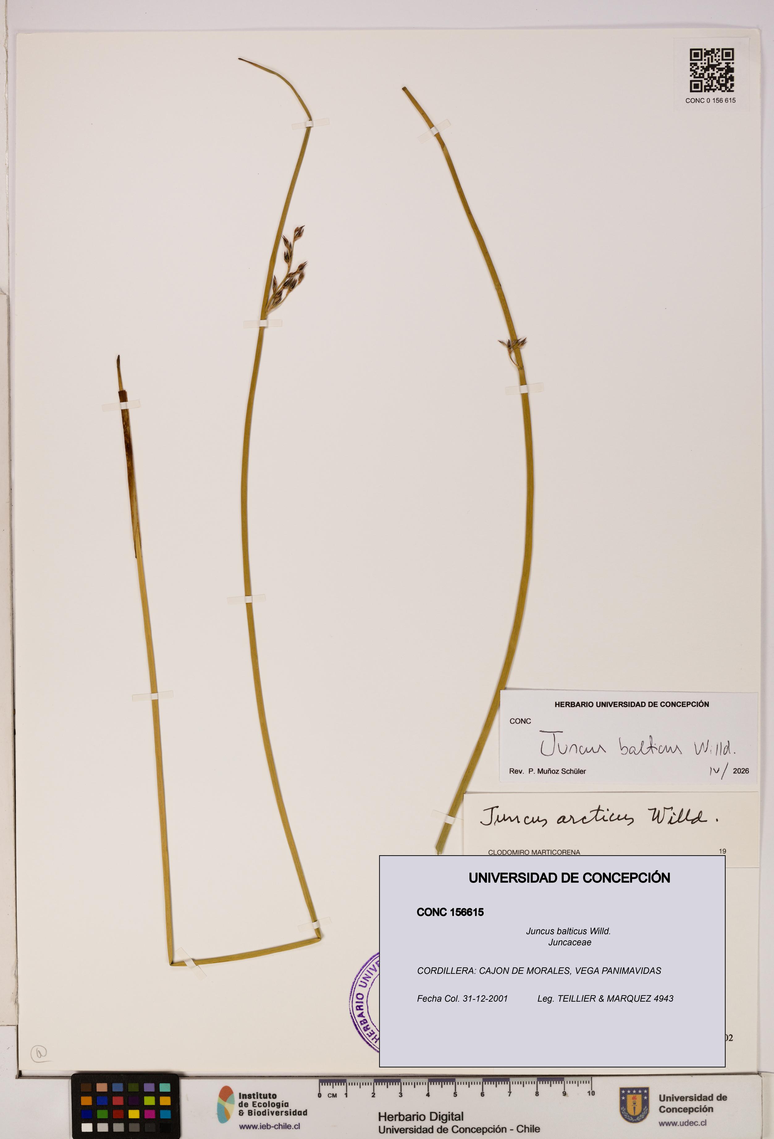 Juncus balticus [Espécimen: UDEC:CONC:0156615]