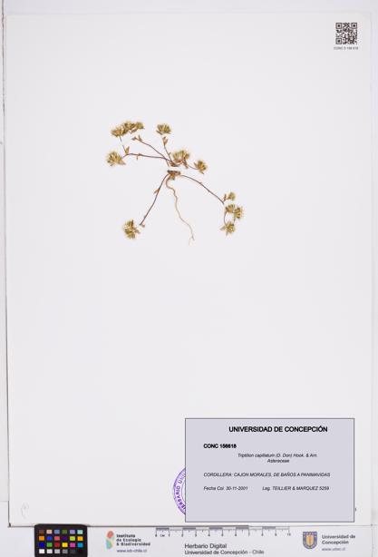 Triptilion capillatum [Espécimen: ]