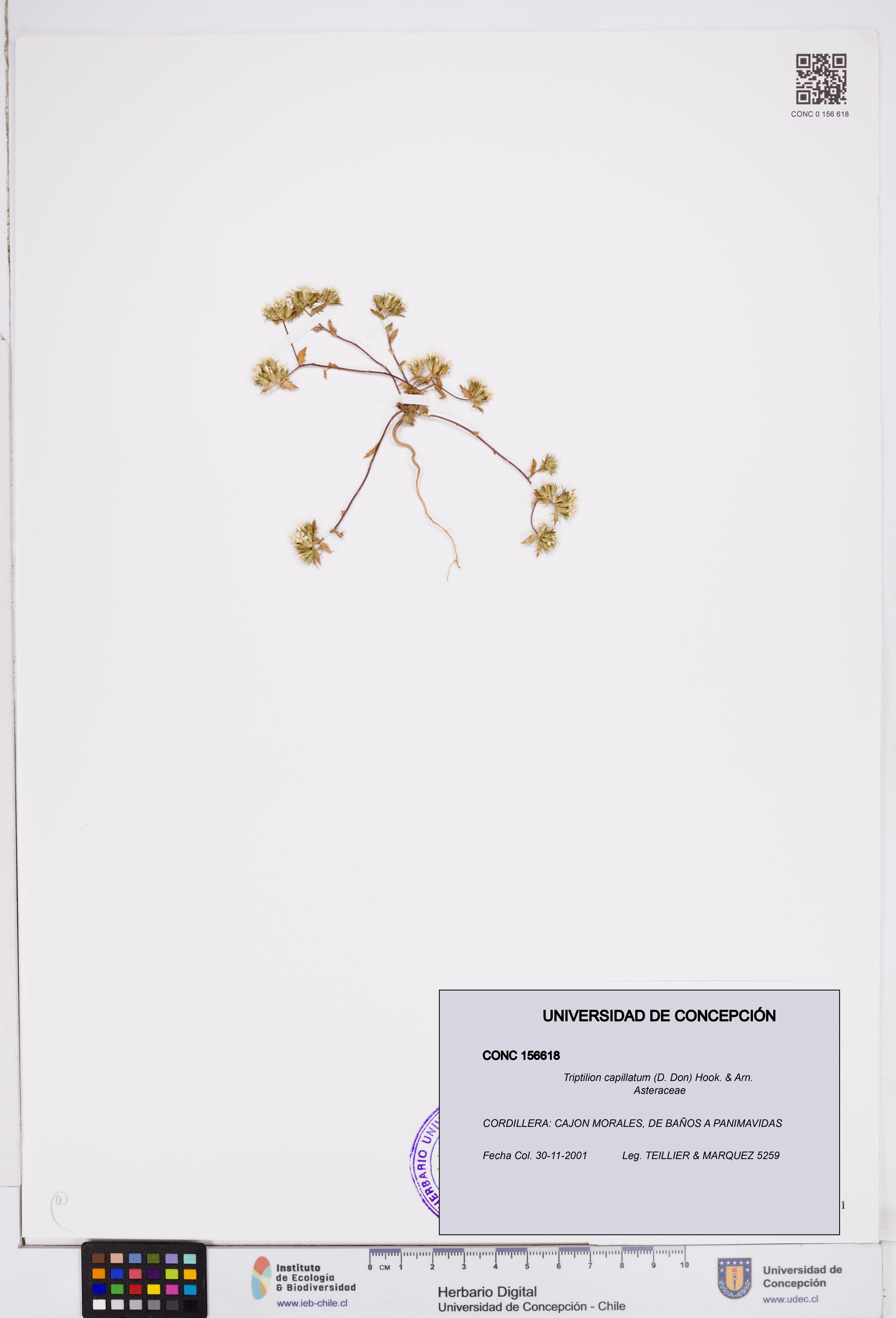 Triptilion capillatum [Espécimen: ]