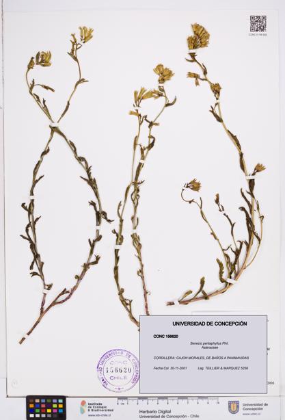 Senecio pentaphyllus [Espécimen: ]