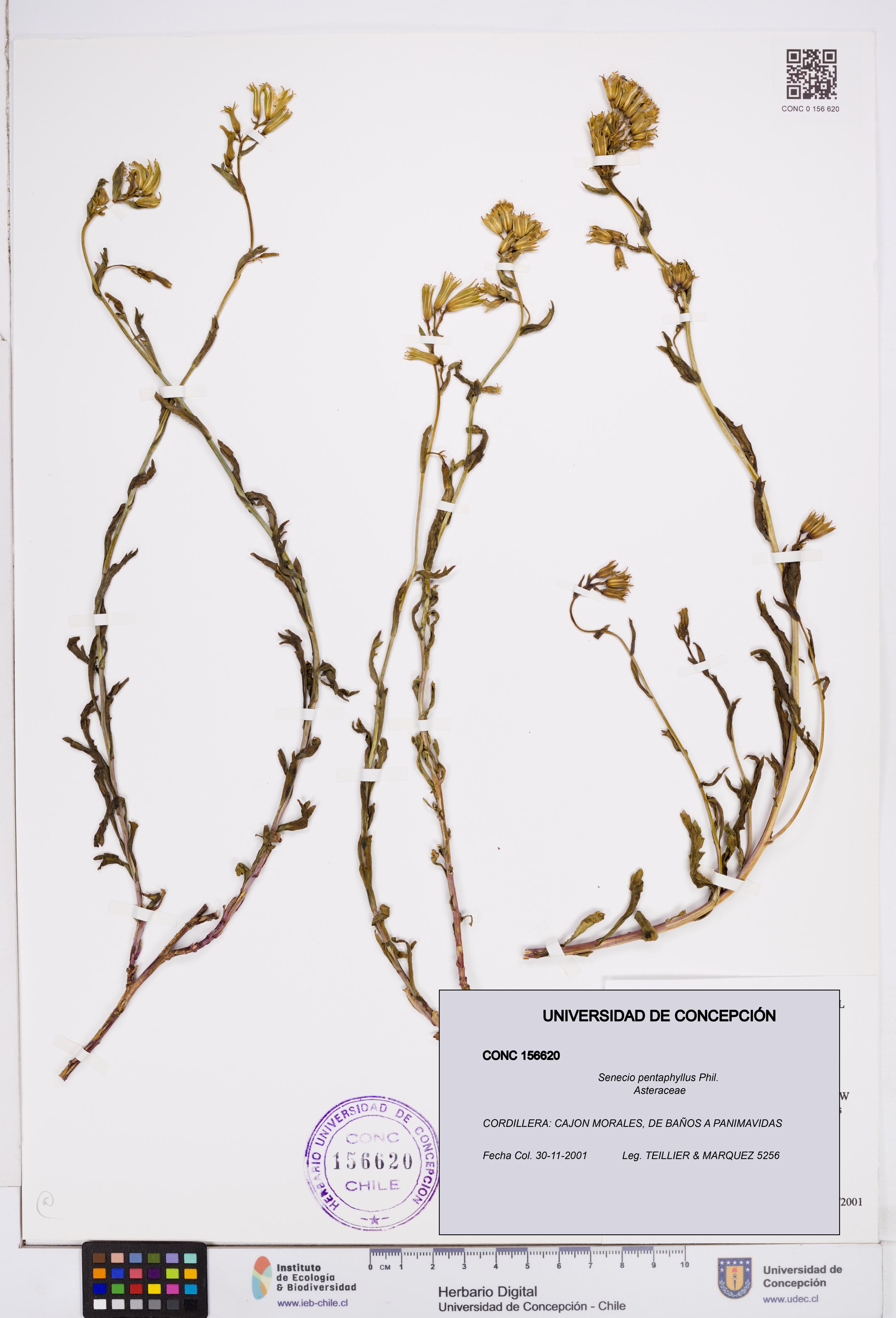 Senecio pentaphyllus [Espécimen: ]