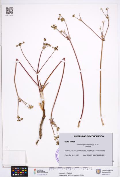 Sanicula graveolens [Espécimen: ]