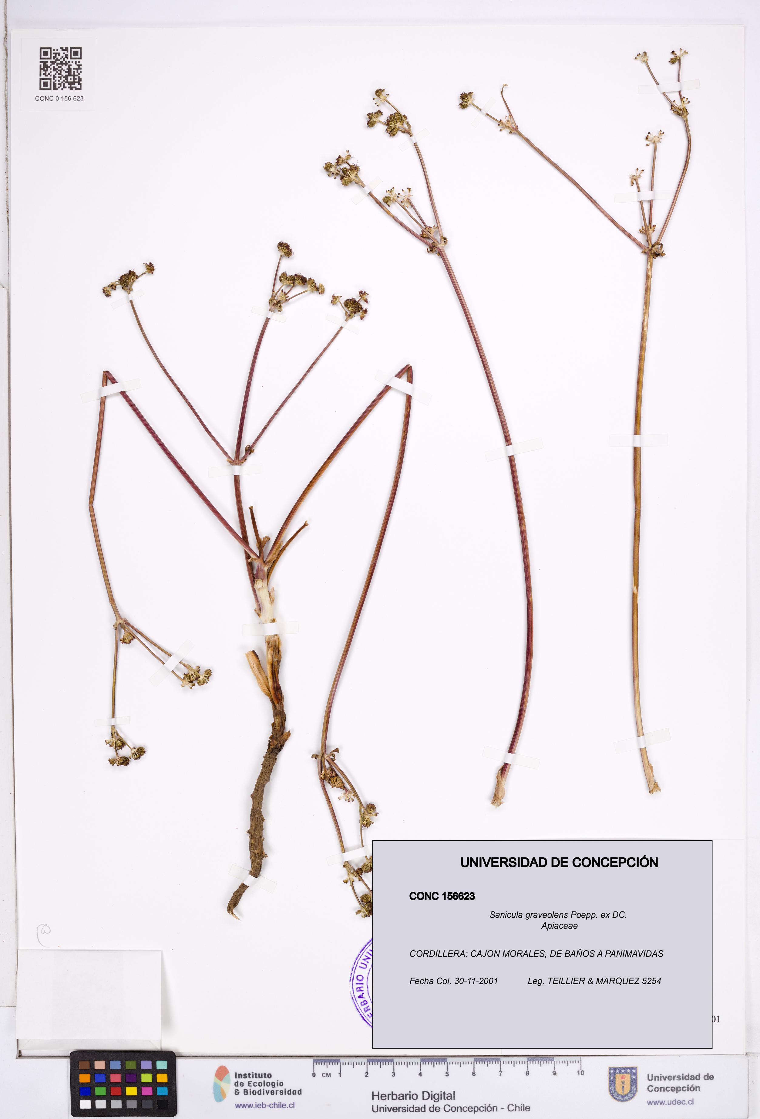 Sanicula graveolens [Espécimen: ]