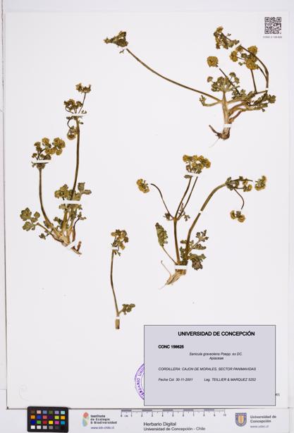 Sanicula graveolens [Espécimen: ]