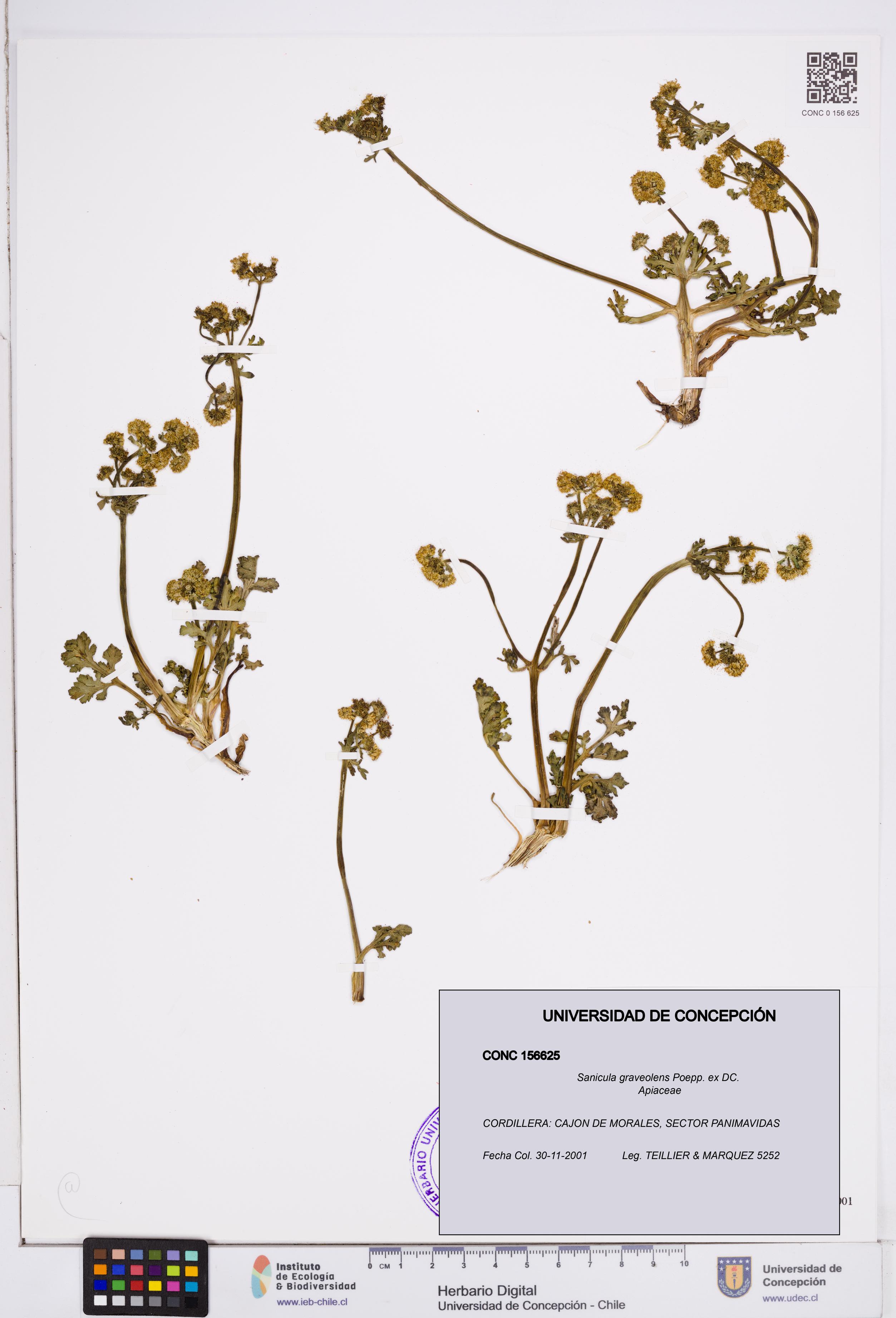 Sanicula graveolens [Espécimen: ]