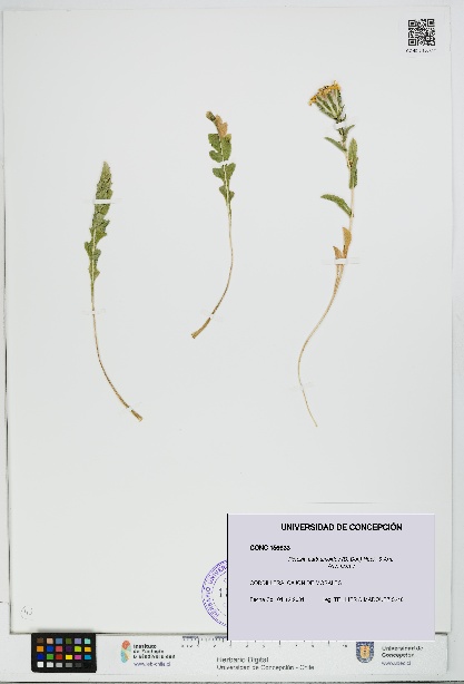Perezia carthamoides [Espécimen: UDEC:CONC:0156633]