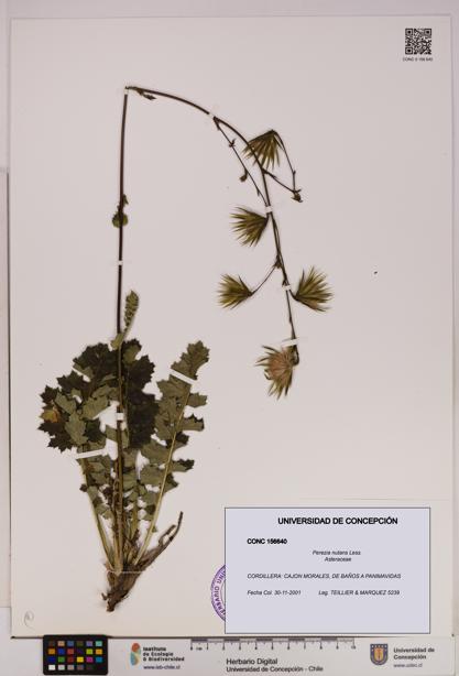 Perezia nutans [Espécimen: UDEC:CONC:0156640]