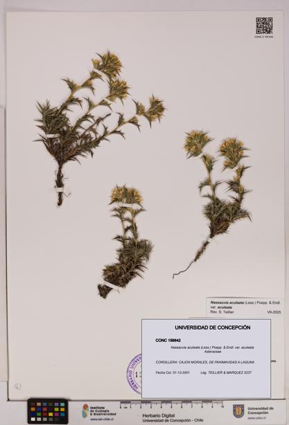 Nassauvia aculeata var. aculeata [Espécimen: UDEC:CONC:0156642]