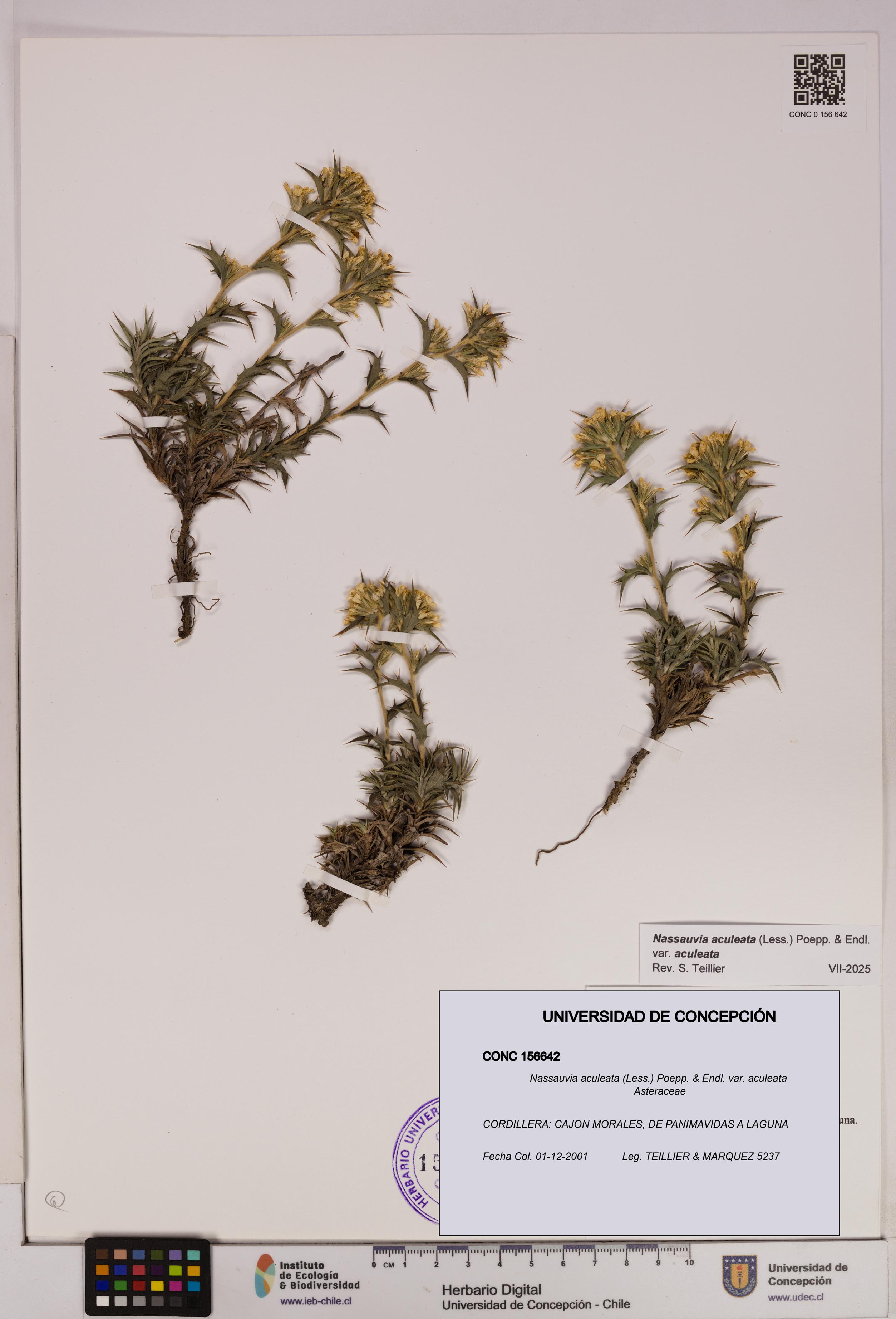 Nassauvia aculeata var. aculeata [Espécimen: UDEC:CONC:0156642]