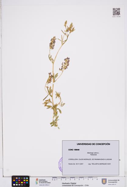 Medicago sativa [Espécimen: ]