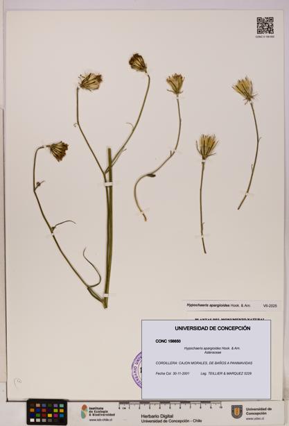 Hypochaeris apargioides [Espécimen: UDEC:CONC:0156650]