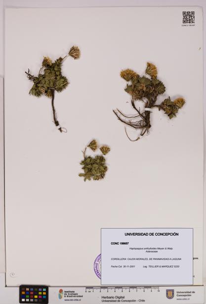 Haplopappus anthylloides [Espécimen: UDEC:CONC:0156657]