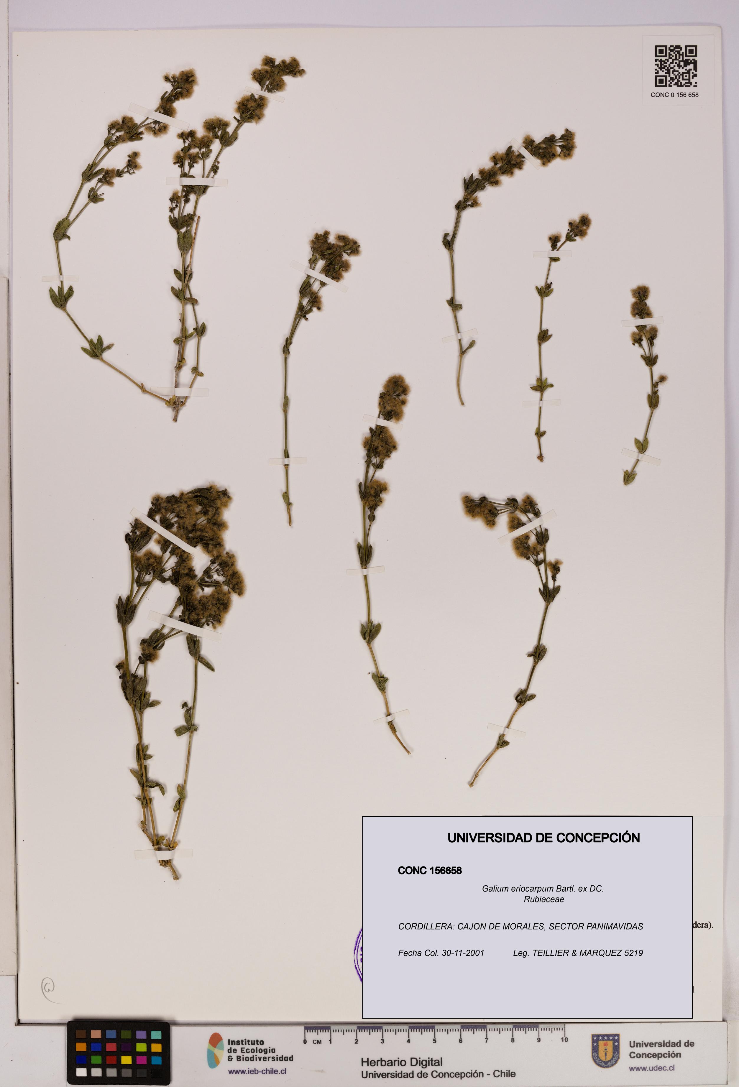 Galium eriocarpum [Espécimen: UDEC:CONC:0156658]