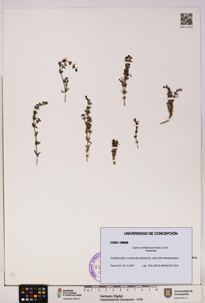 Galium suffruticosum [Espécimen: UDEC:CONC:0156659]