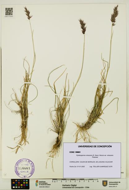 Rytidosperma virescens var. virescens [Espécimen: UDEC:CONC:0156661]