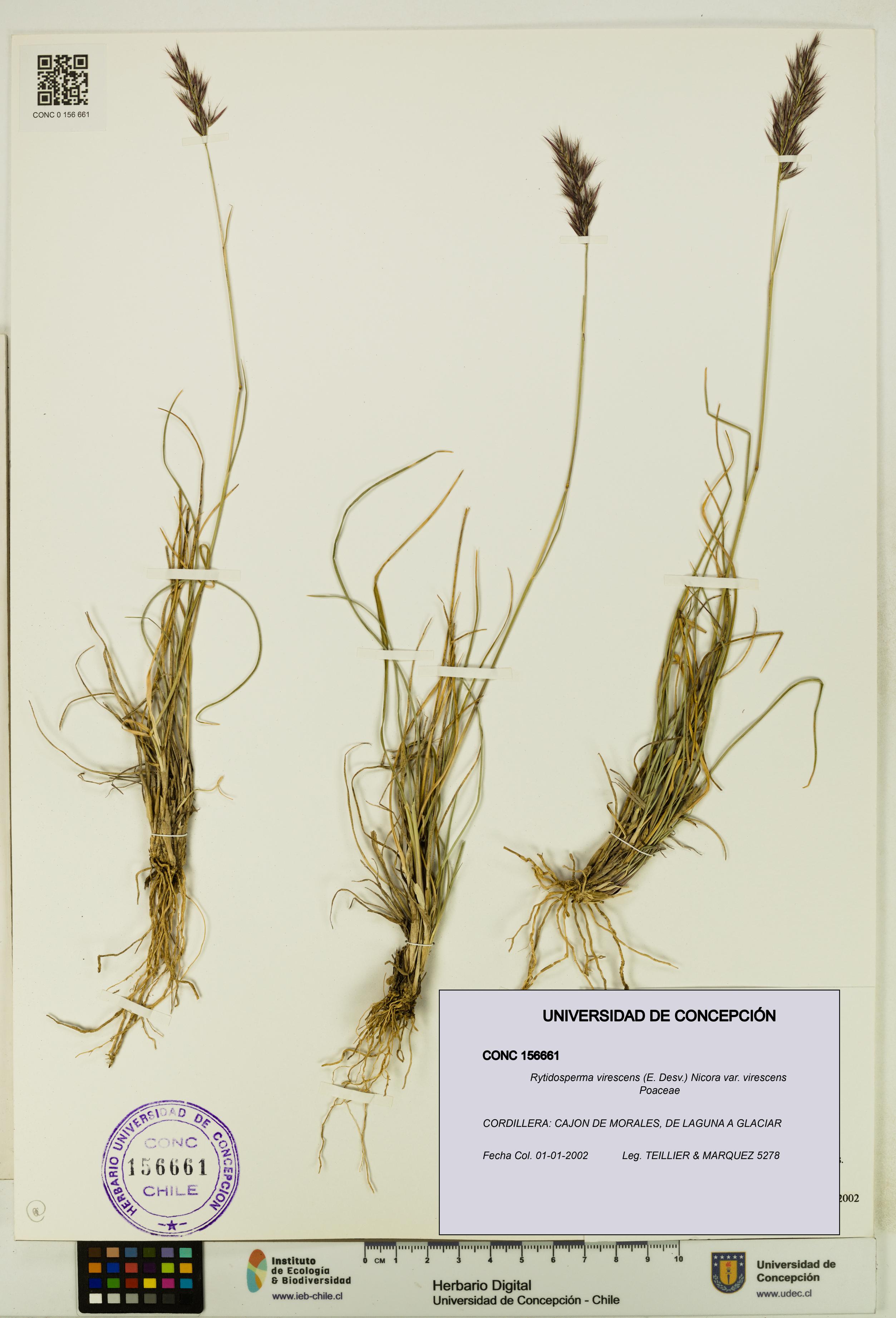 Rytidosperma virescens var. virescens [Espécimen: UDEC:CONC:0156661]