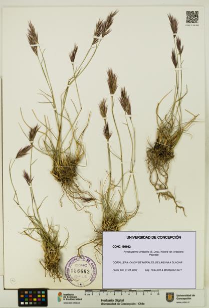 Rytidosperma virescens var. virescens [Espécimen: UDEC:CONC:0156662]