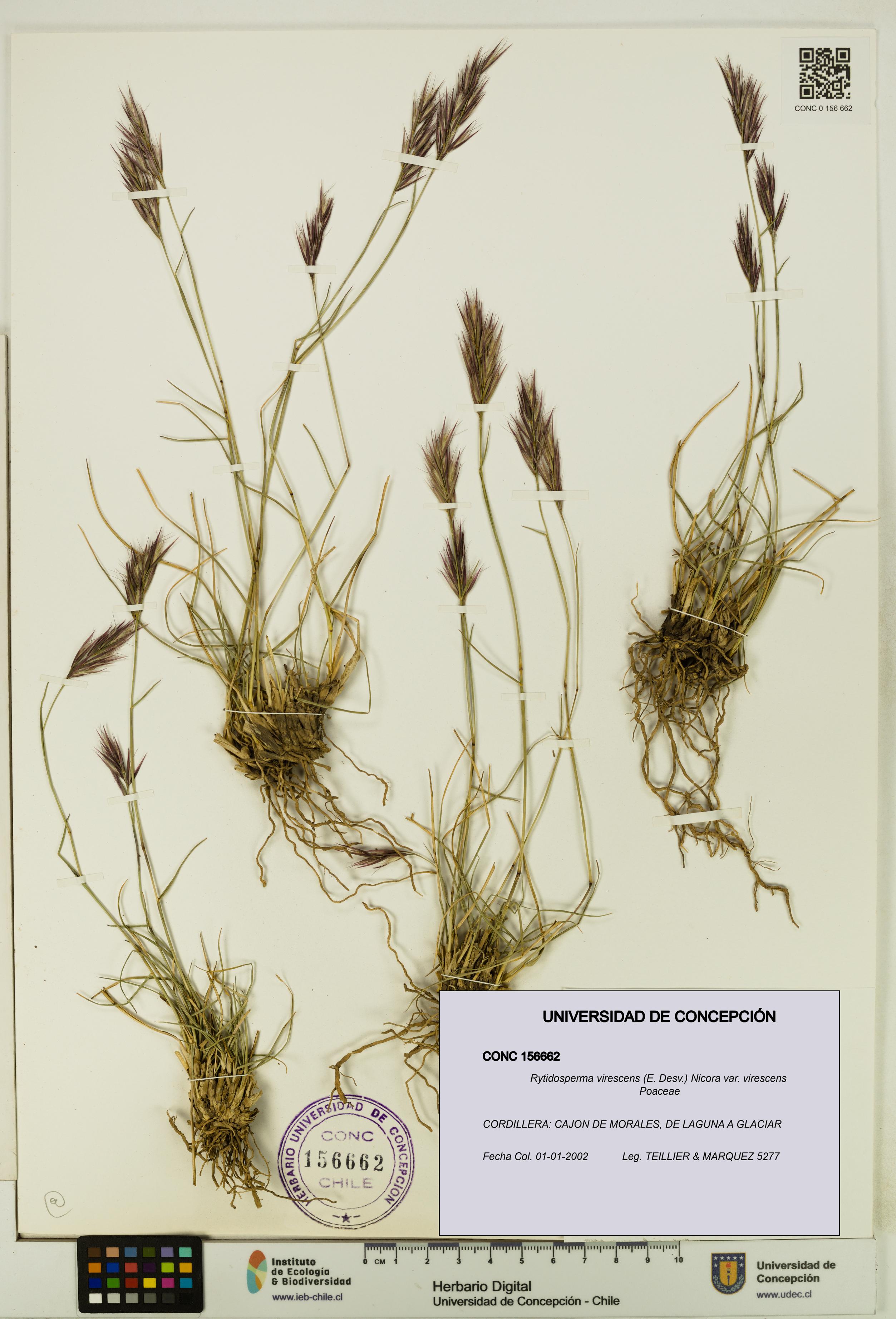 Rytidosperma virescens var. virescens [Espécimen: UDEC:CONC:0156662]