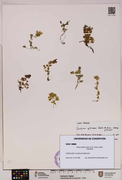 Galium gilliesii [Espécimen: UDEC:CONC:0156666]