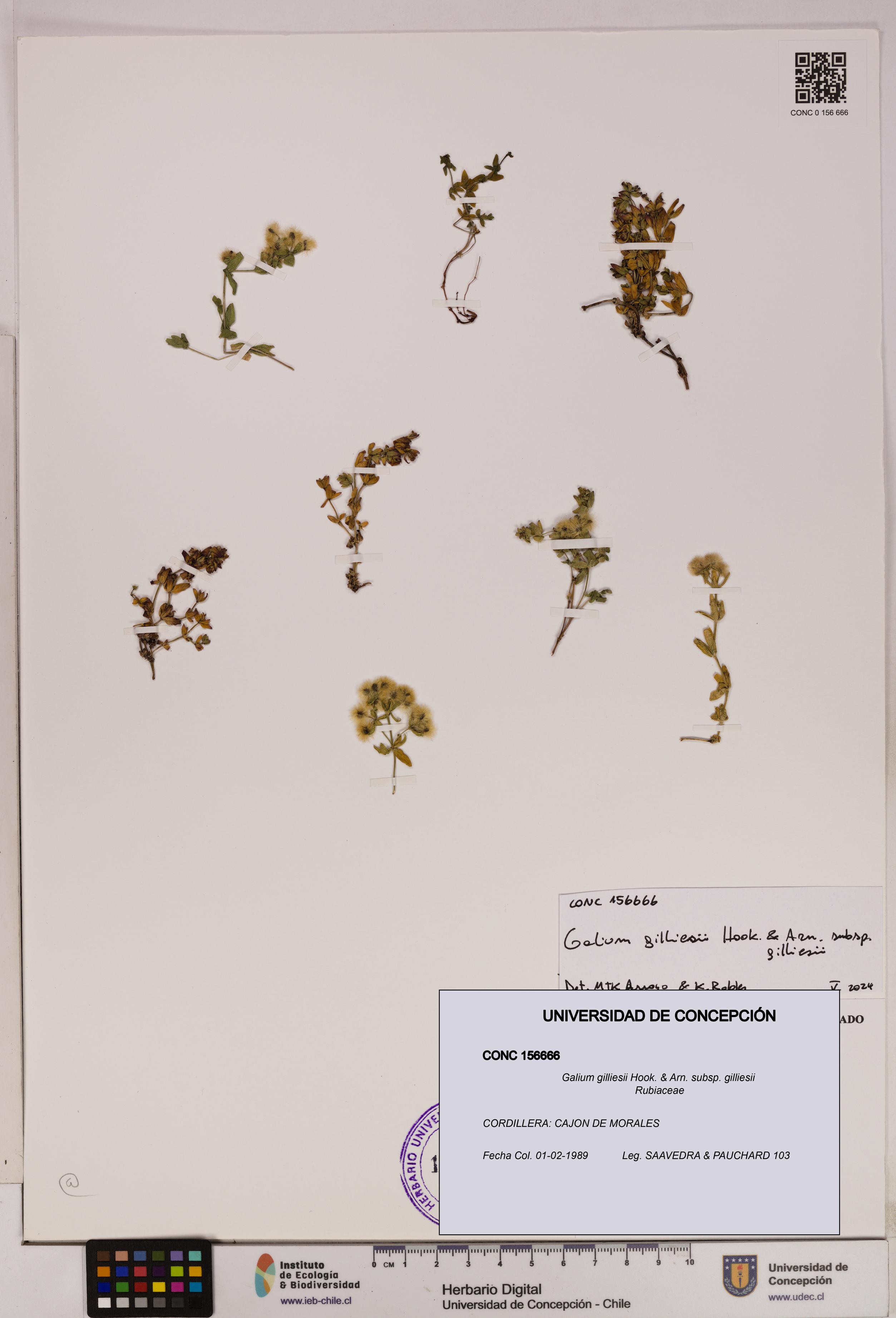 Galium gilliesii [Espécimen: UDEC:CONC:0156666]