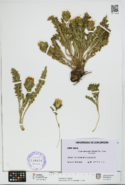 Perezia carthamoides [Espécimen: UDEC:CONC:0156676]