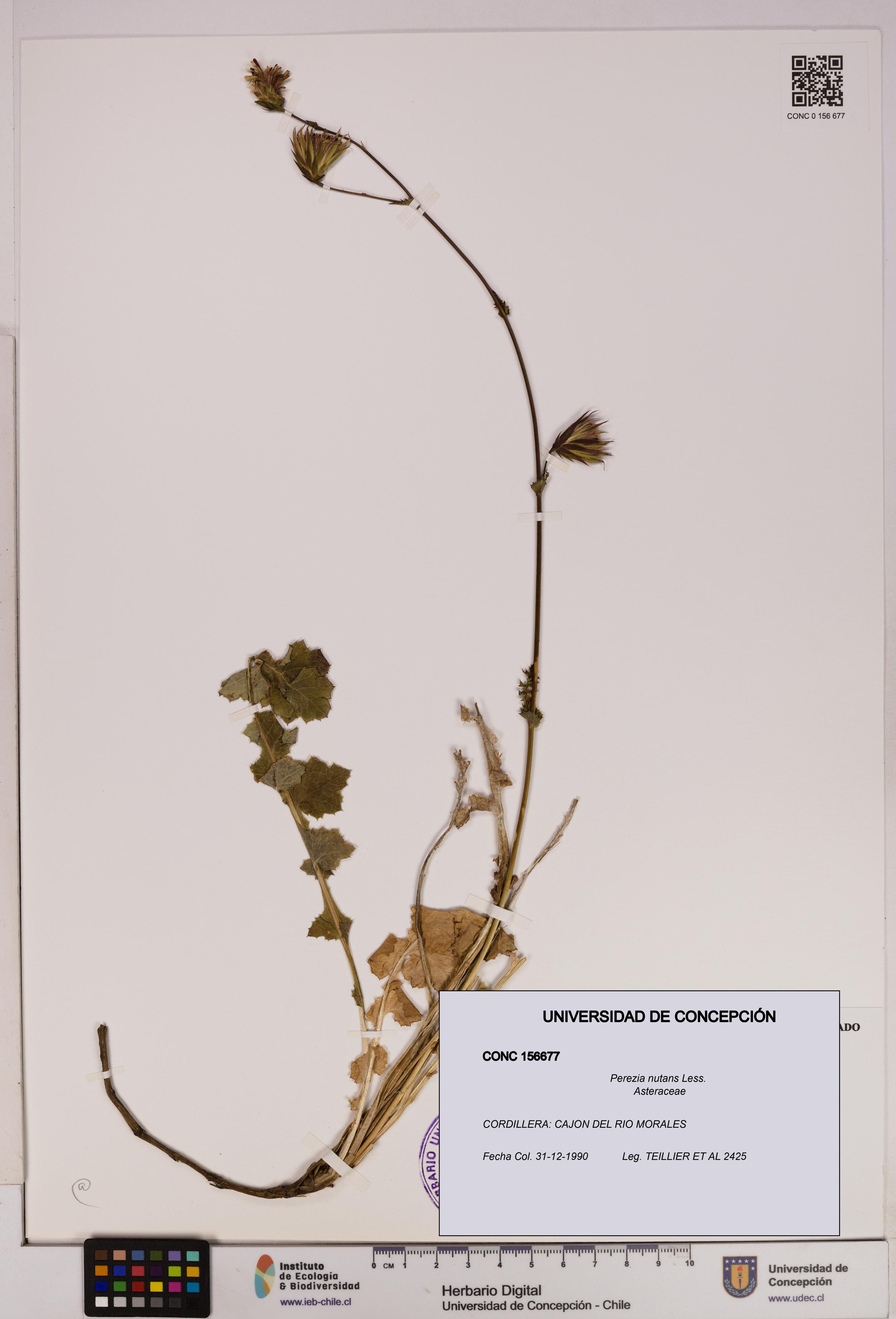 Perezia nutans [Espécimen: UDEC:CONC:0156677]