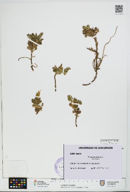 Perezia poeppigii [Espécimen: UDEC:CONC:0156678]