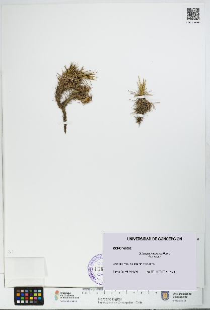 Calopappus acerosus [Espécimen: ]