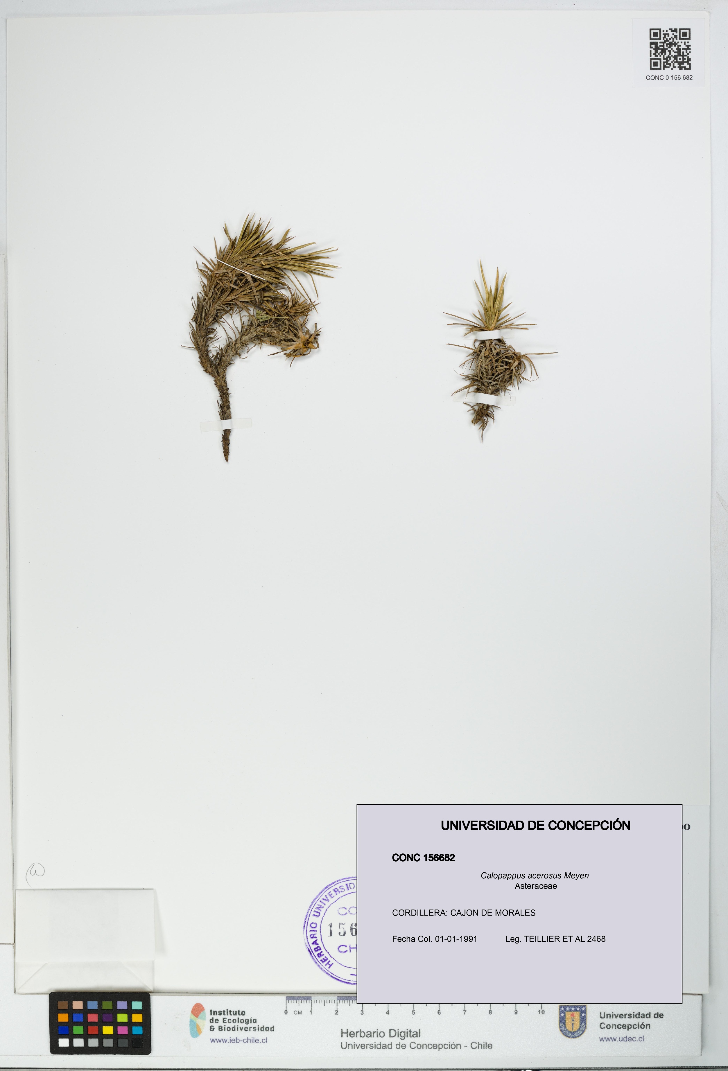 Calopappus acerosus [Espécimen: ]