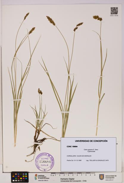 Carex gayana [Espécimen: UDEC:CONC:0156684]