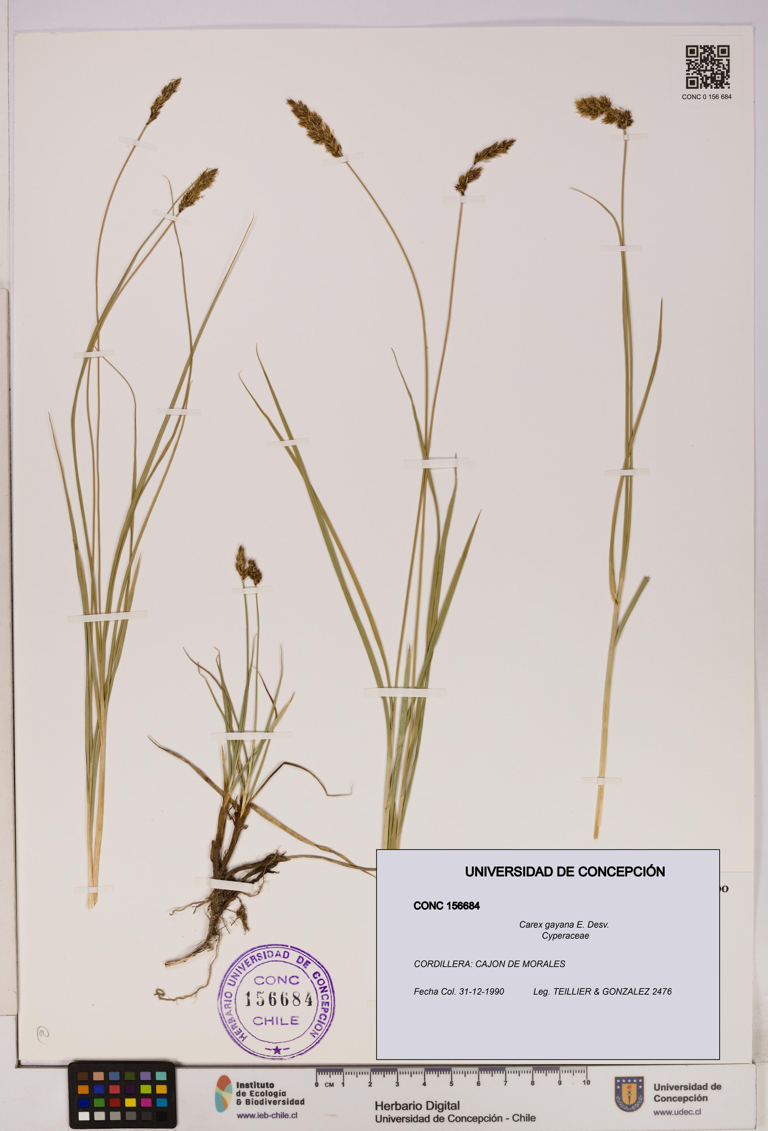 Carex gayana [Espécimen: UDEC:CONC:0156684]