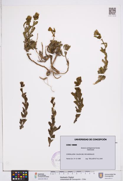 Senecio santiagoensis [Espécimen: ]