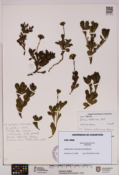 Senecio laetevirens [Espécimen: UDEC:CONC:0156696]