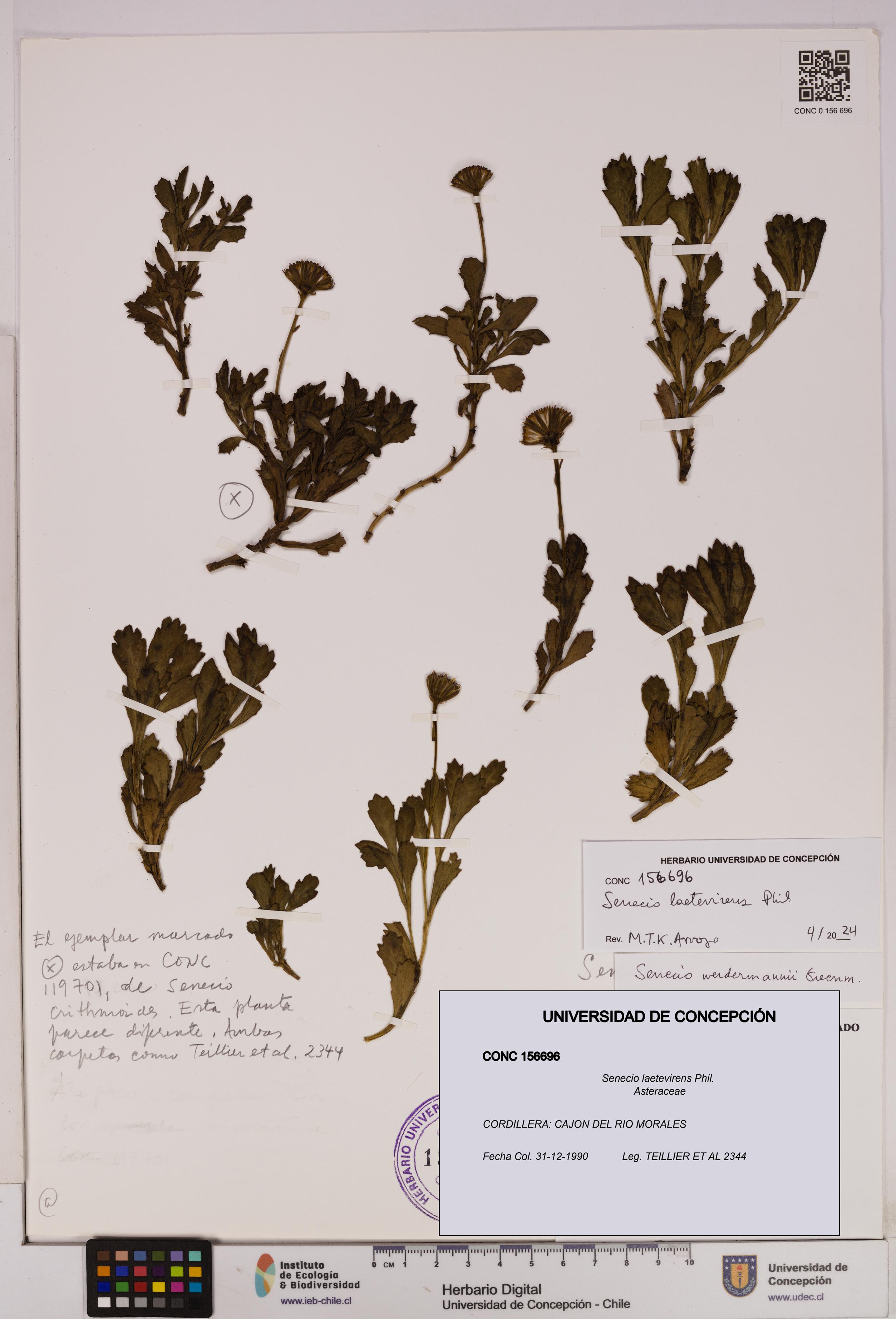 Senecio laetevirens [Espécimen: UDEC:CONC:0156696]