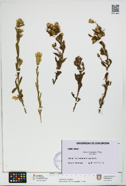 Senecio monttianus [Espécimen: UDEC:CONC:0156697]