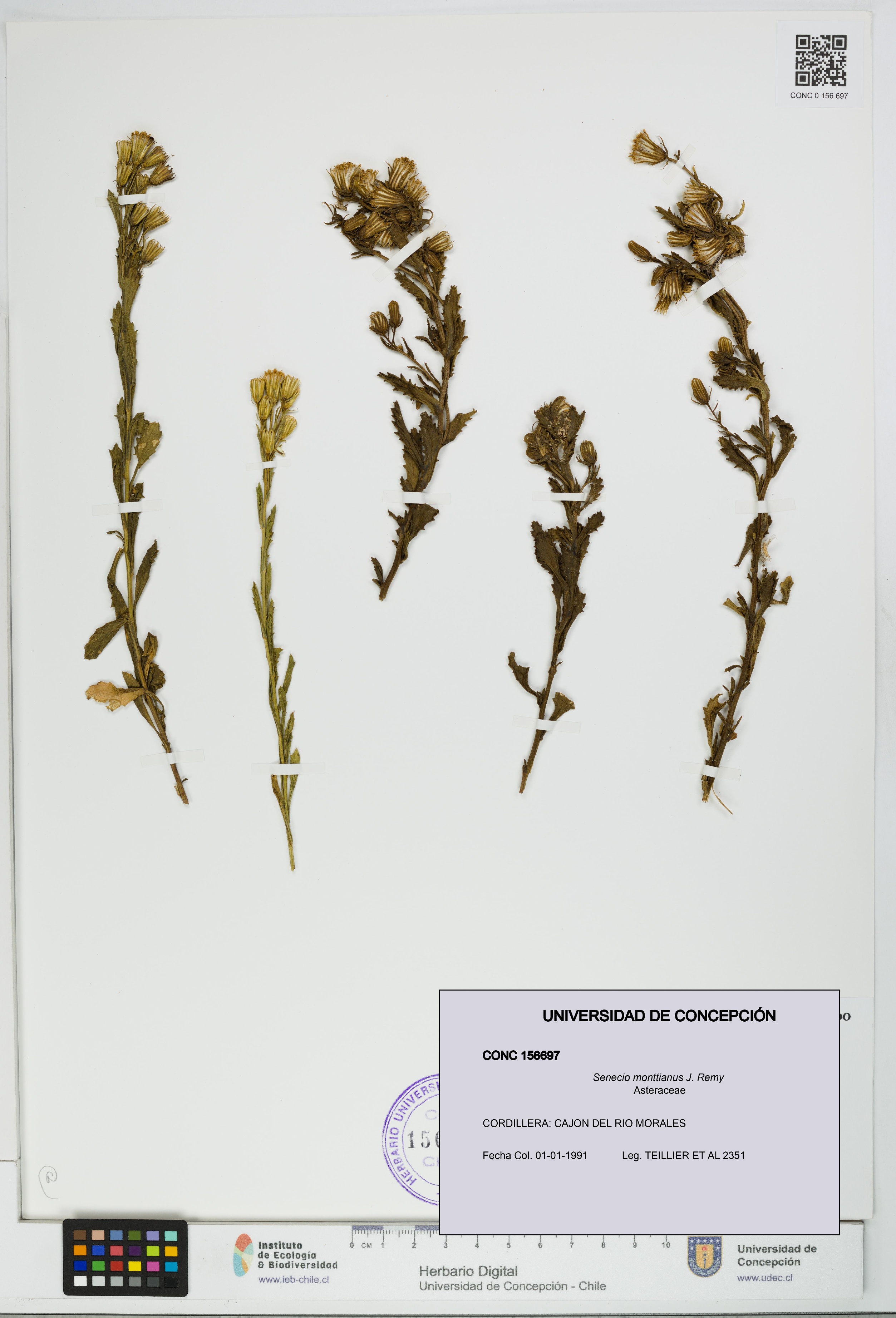 Senecio monttianus [Espécimen: UDEC:CONC:0156697]