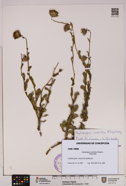 Haplopappus undulatus [Espécimen: UDEC:CONC:0156698]