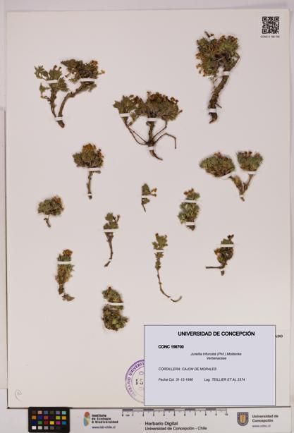 Junellia trifurcata [Espécimen: UDEC:CONC:0156700]