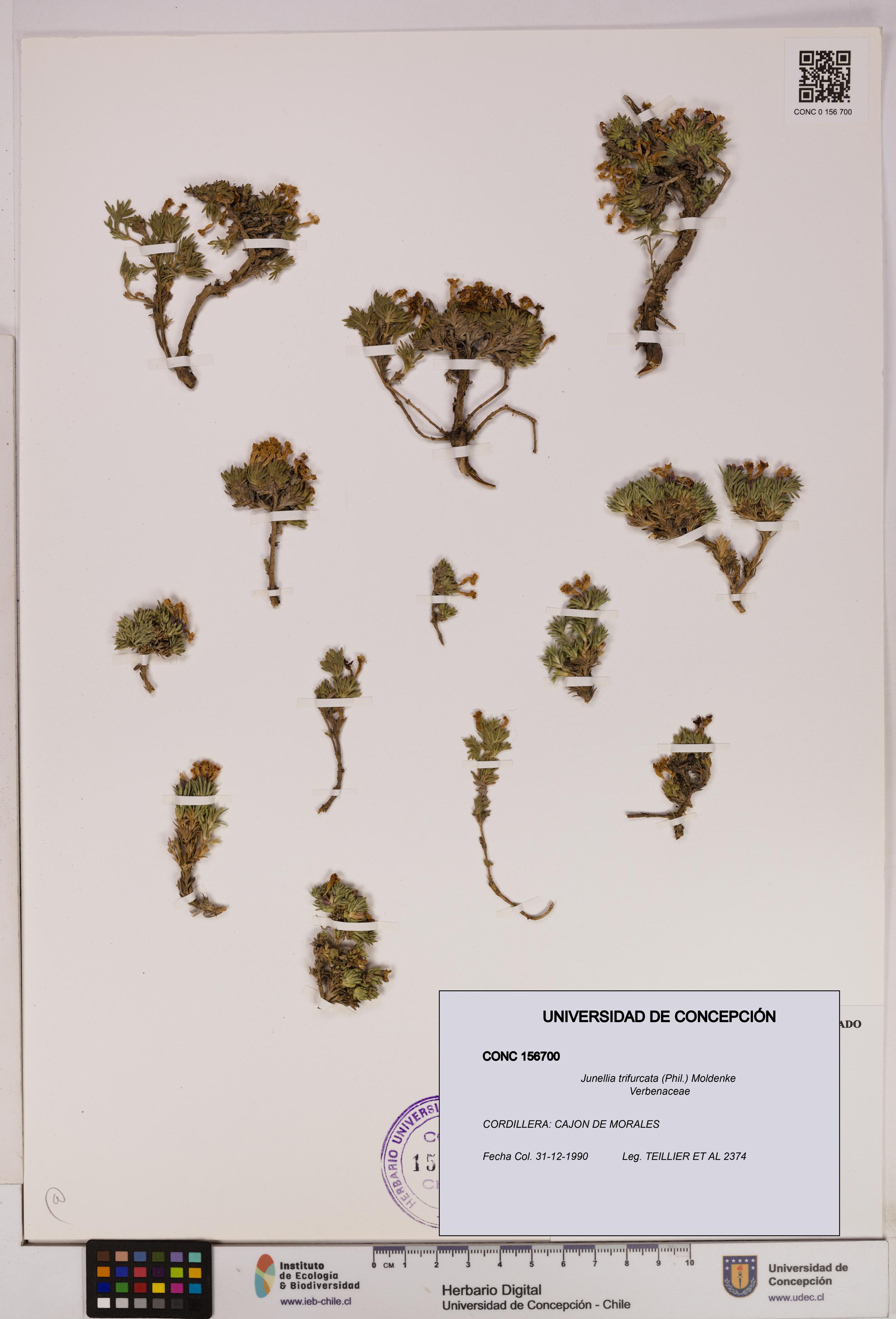 Junellia trifurcata [Espécimen: UDEC:CONC:0156700]