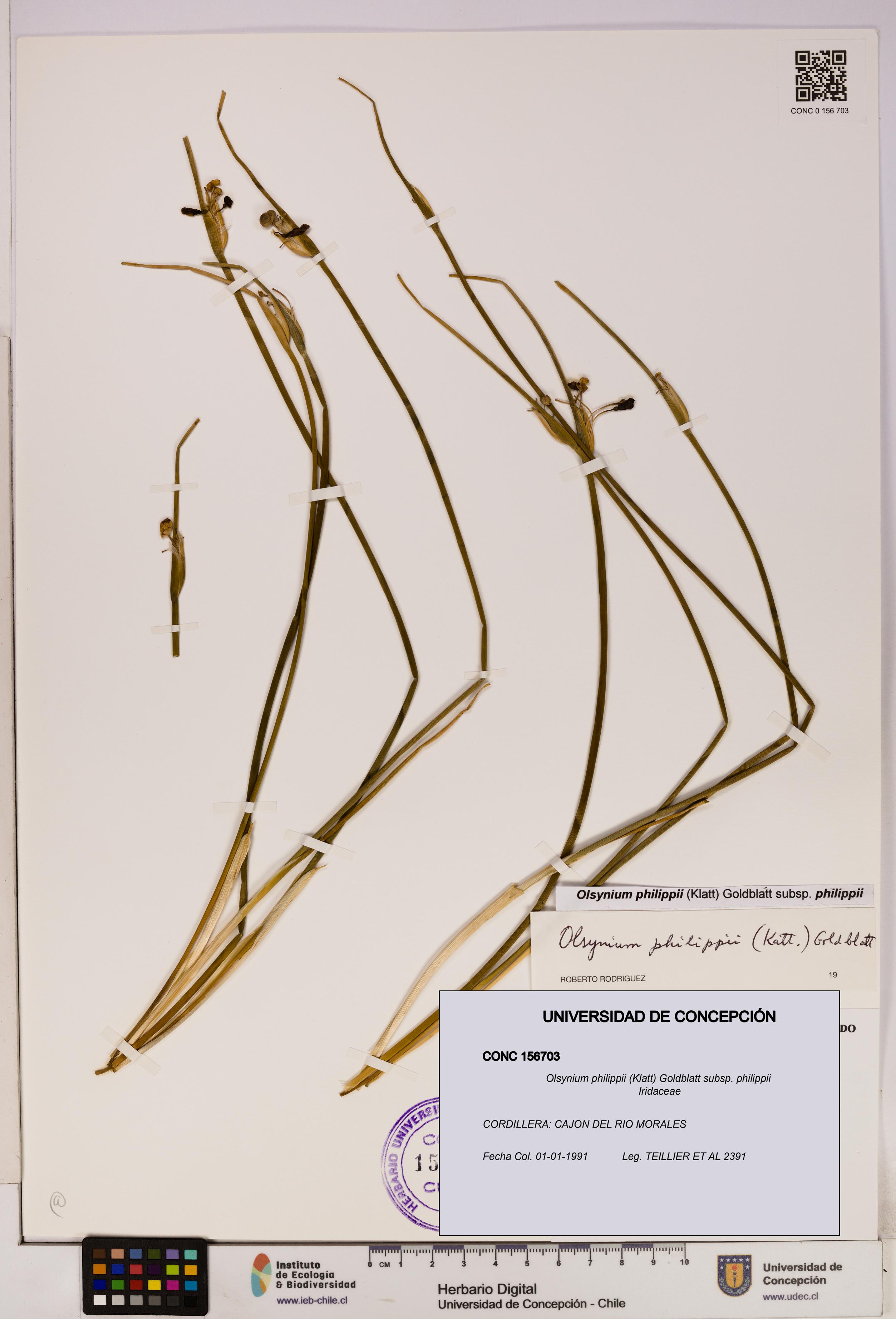 Olsynium philippii [Espécimen: UDEC:CONC:0156703]