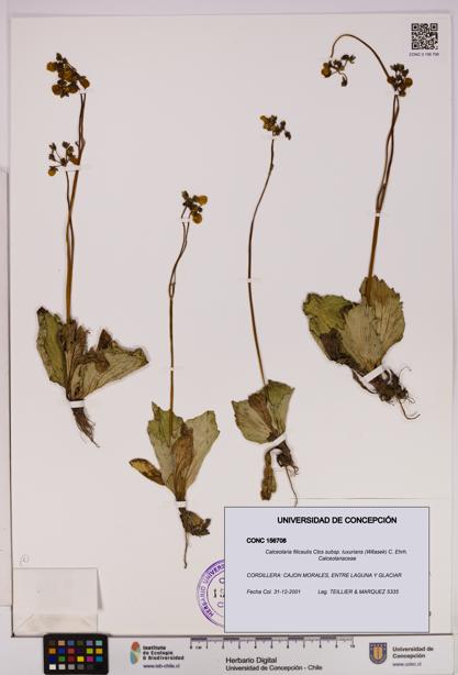 Calceolaria filicaulis [Espécimen: UDEC:CONC:0156708]