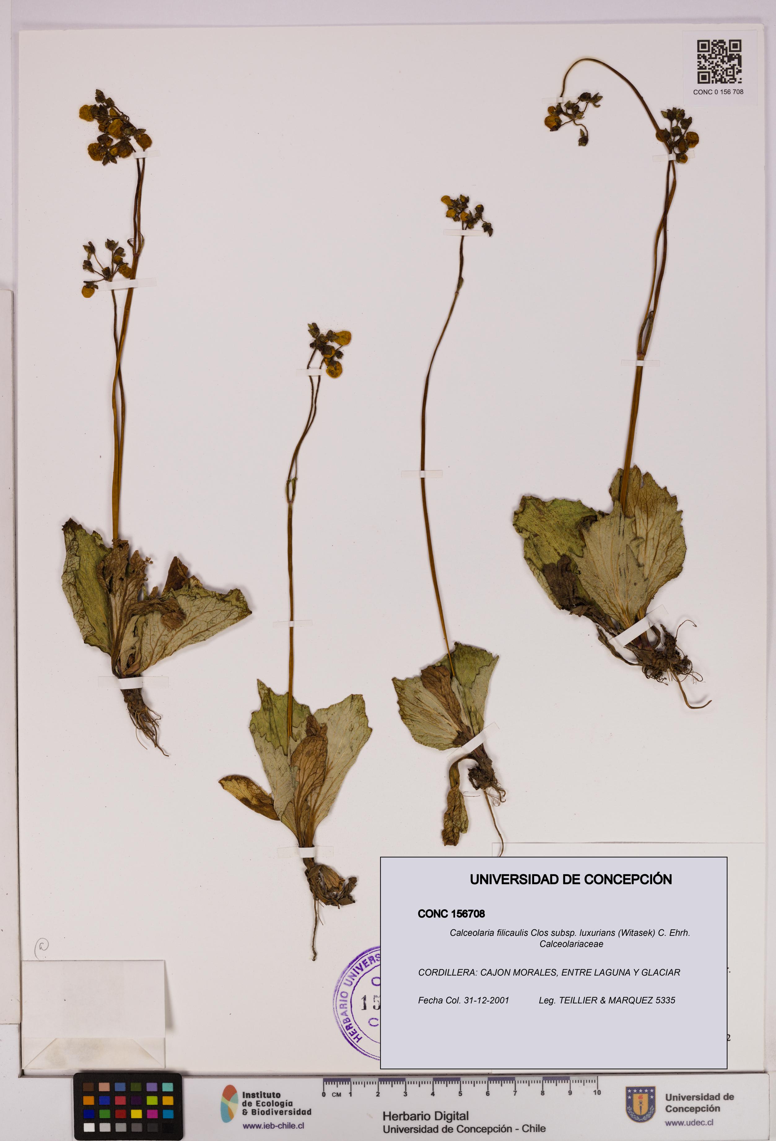 Calceolaria filicaulis [Espécimen: UDEC:CONC:0156708]