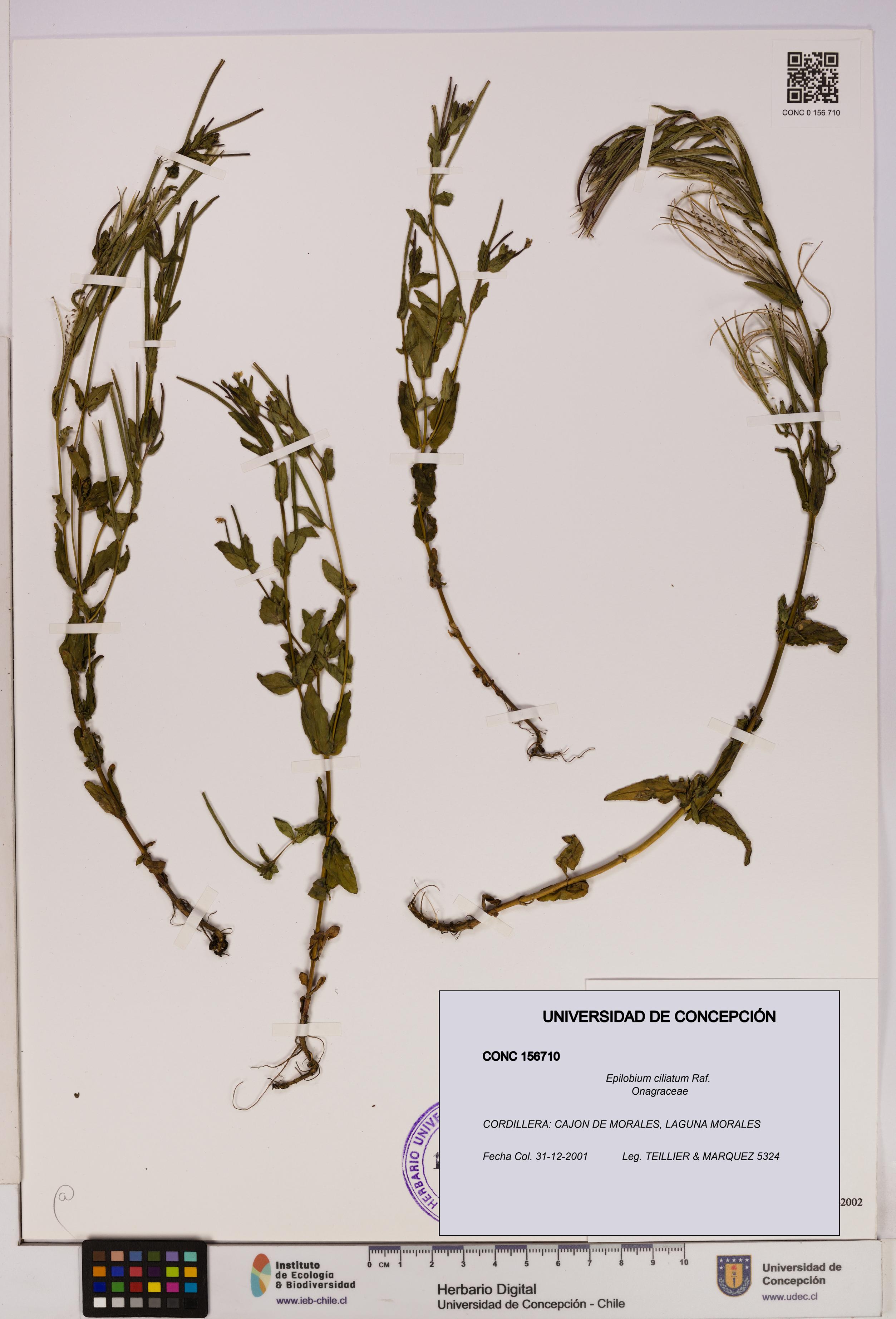 Epilobium ciliatum [Espécimen: UDEC:CONC:0156710]