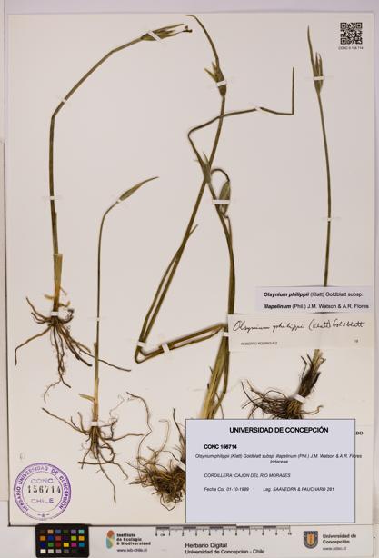 Olsynium philippii subsp. illapelinum [Espécimen: UDEC:CONC:0156714]