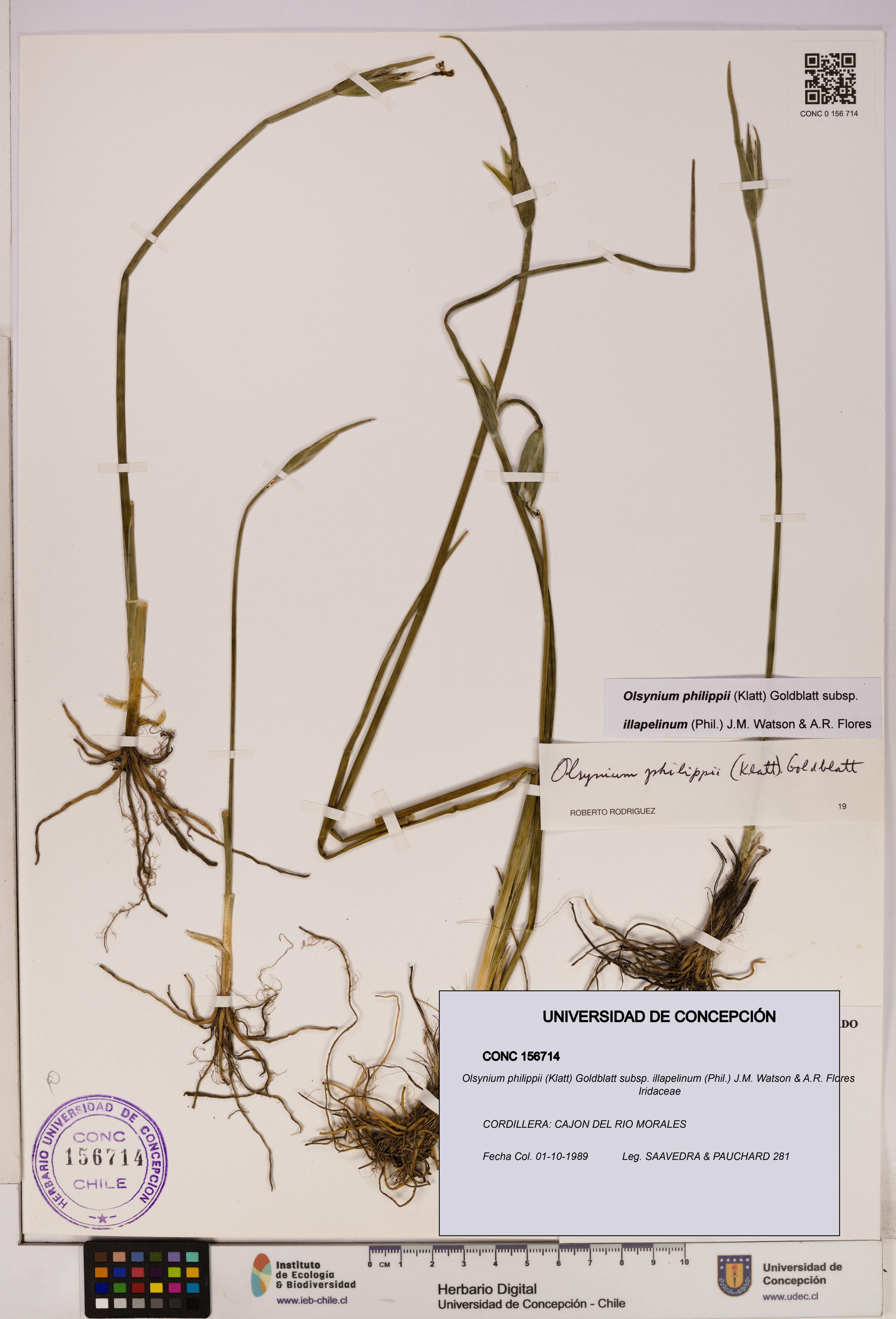 Olsynium philippii subsp. illapelinum [Espécimen: UDEC:CONC:0156714]