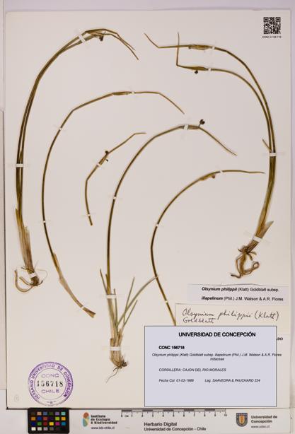 Olsynium philippii subsp. illapelinum [Espécimen: UDEC:CONC:0156718]