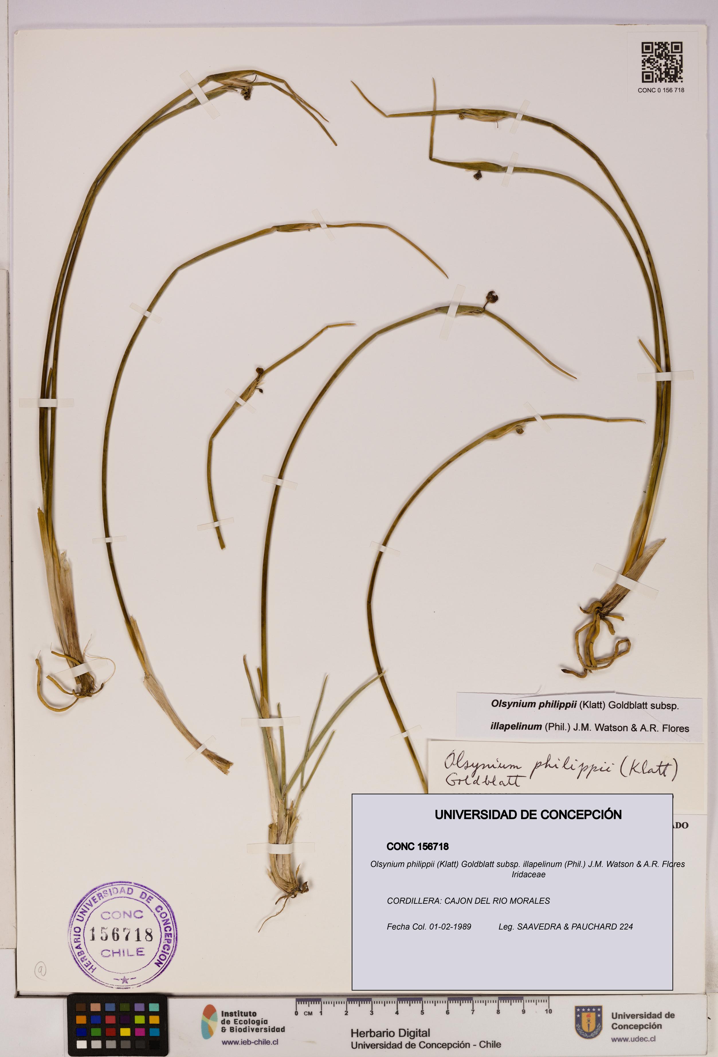 Olsynium philippii subsp. illapelinum [Espécimen: UDEC:CONC:0156718]