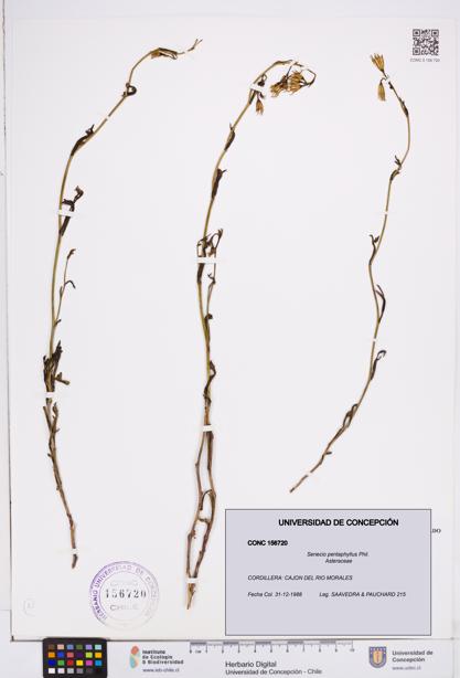 Senecio pentaphyllus [Espécimen: ]