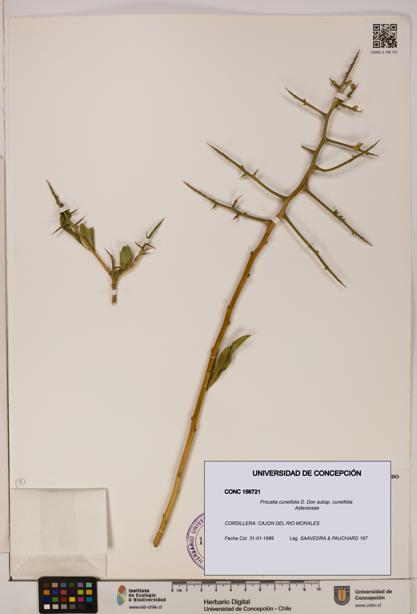 Proustia cuneifolia subsp. cuneifolia [Espécimen: UDEC:CONC:0156721]